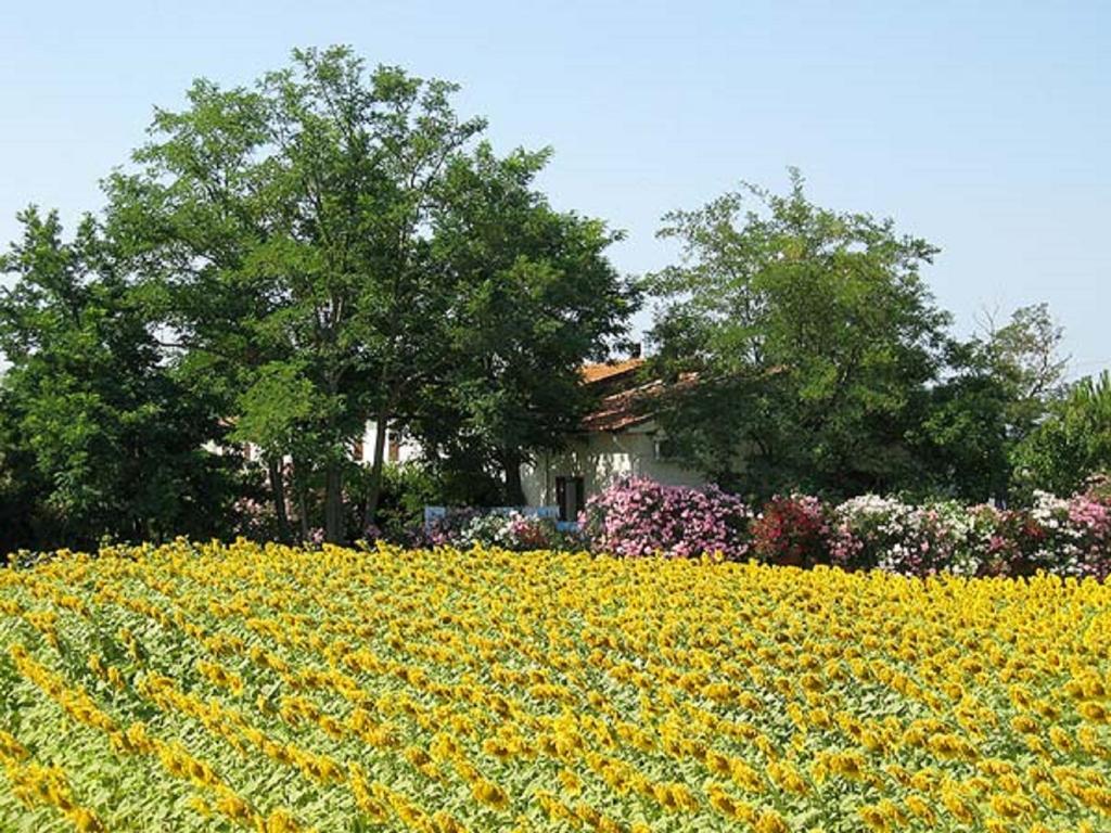 Appartamenti Il Granaio Marina di Grosseto Ngoại thất bức ảnh